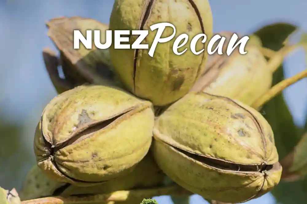 Nuez Pecan